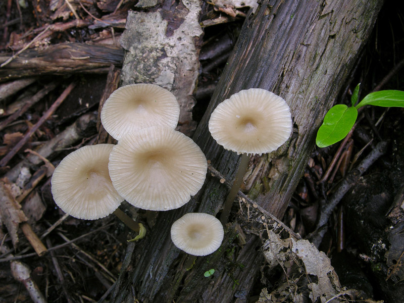 Eccoli i funghi.......